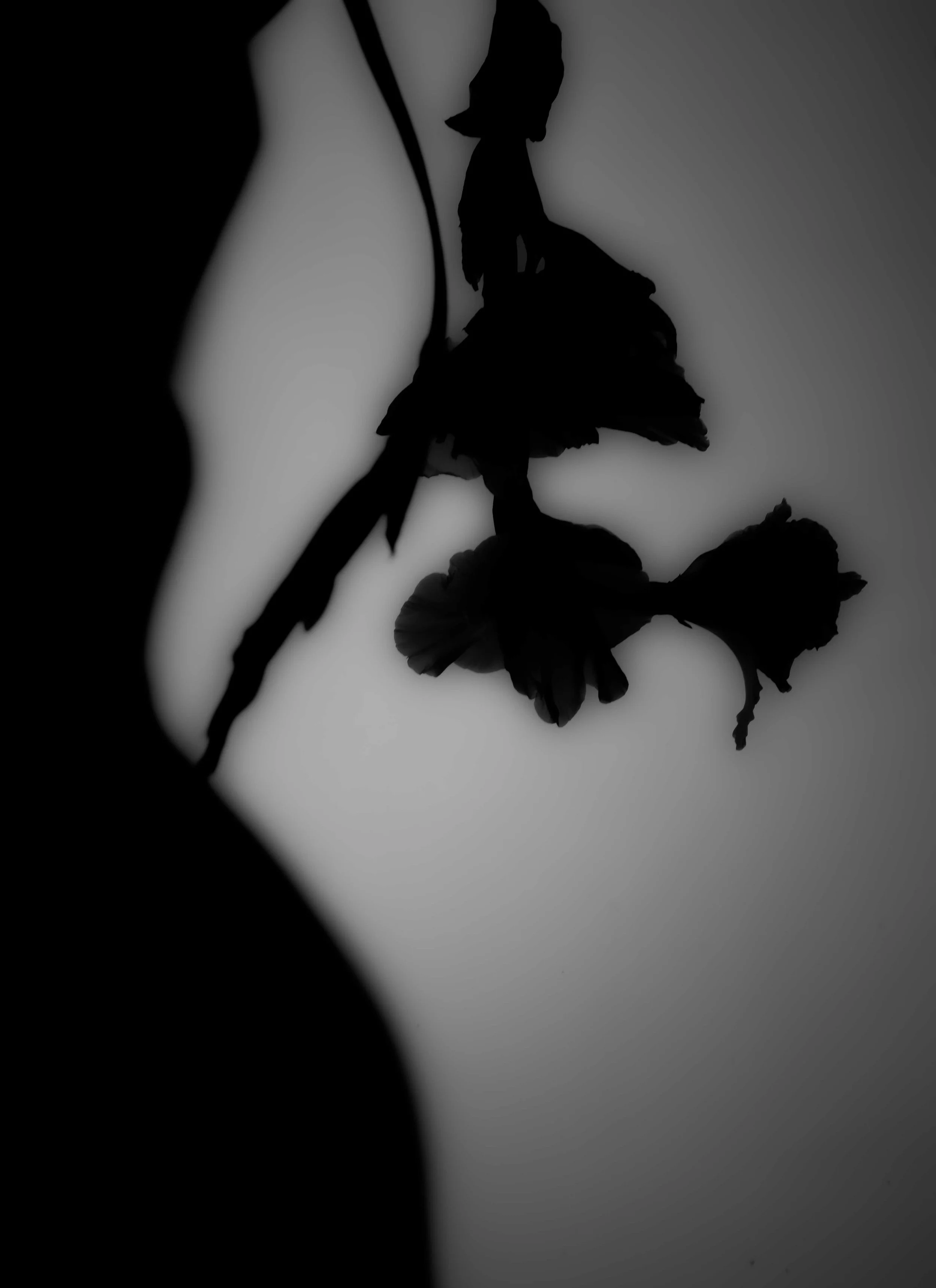 glads22-3295.jpg