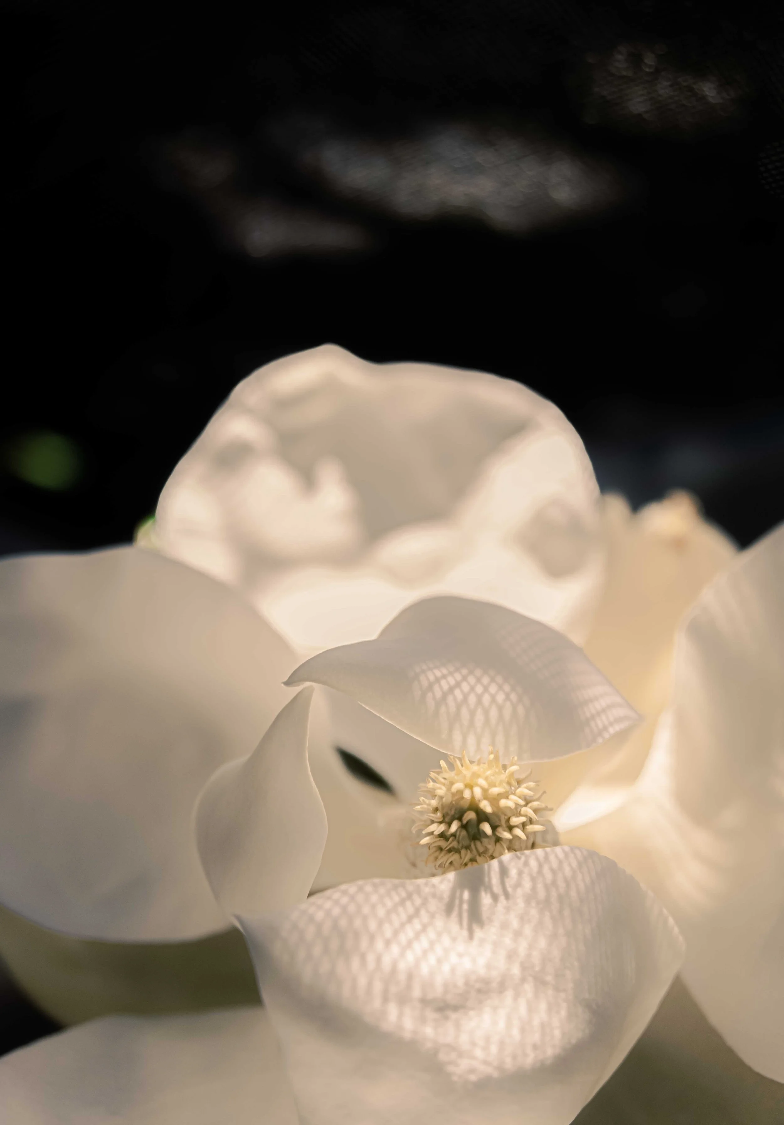DSC_5256.jpg