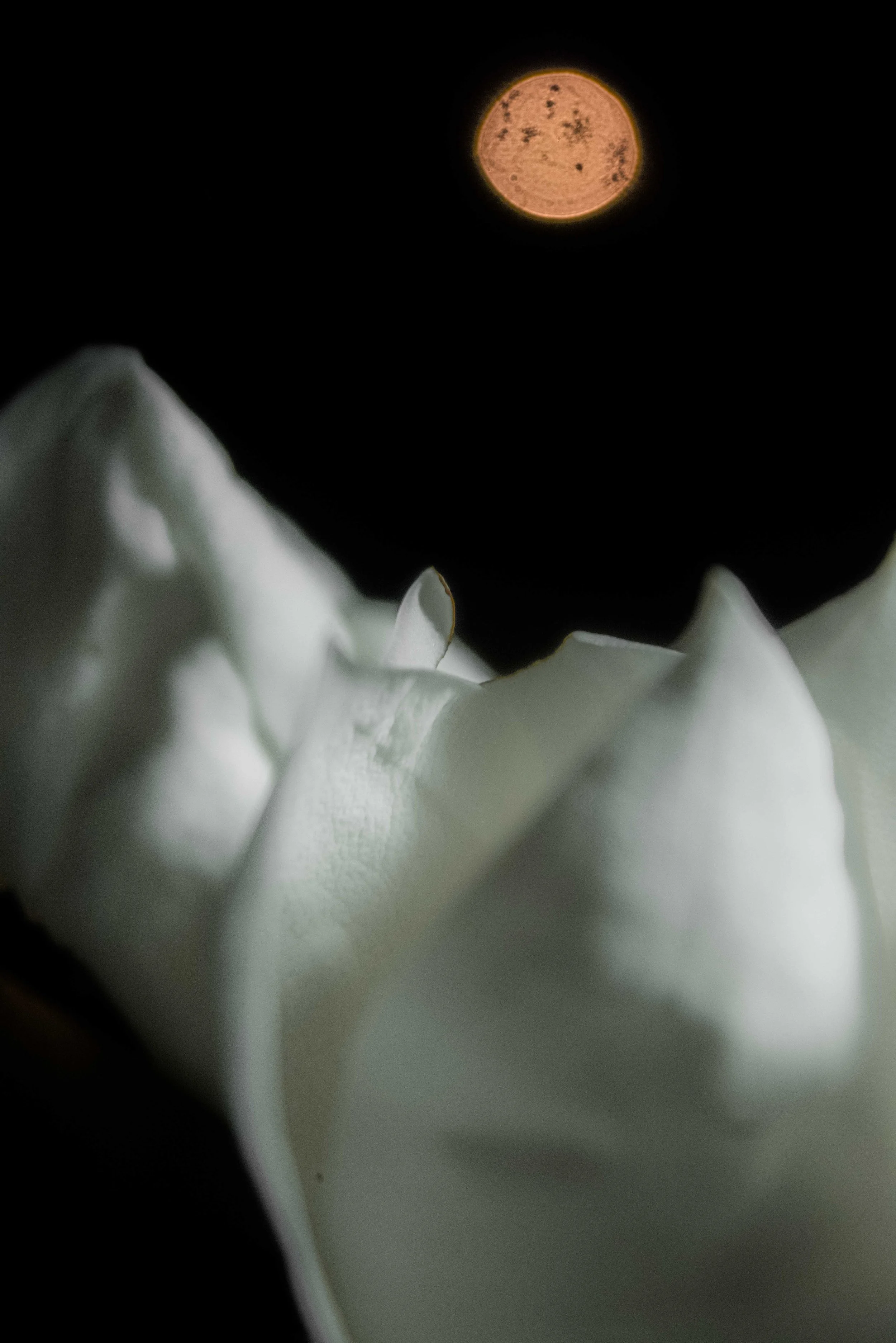 magnolia-doyle-imnd-4769.jpg