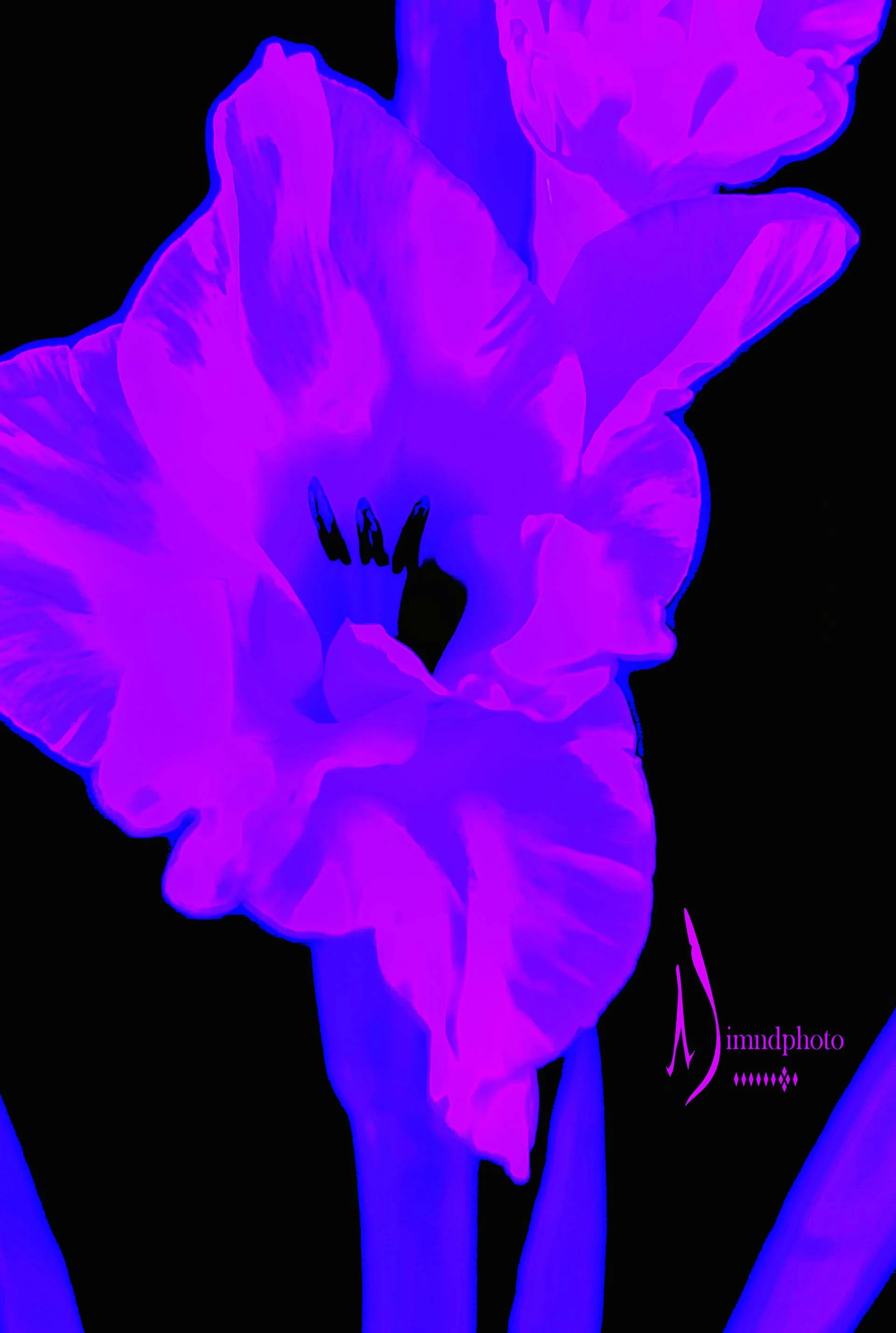gladiolas2-4128-Edit.jpg