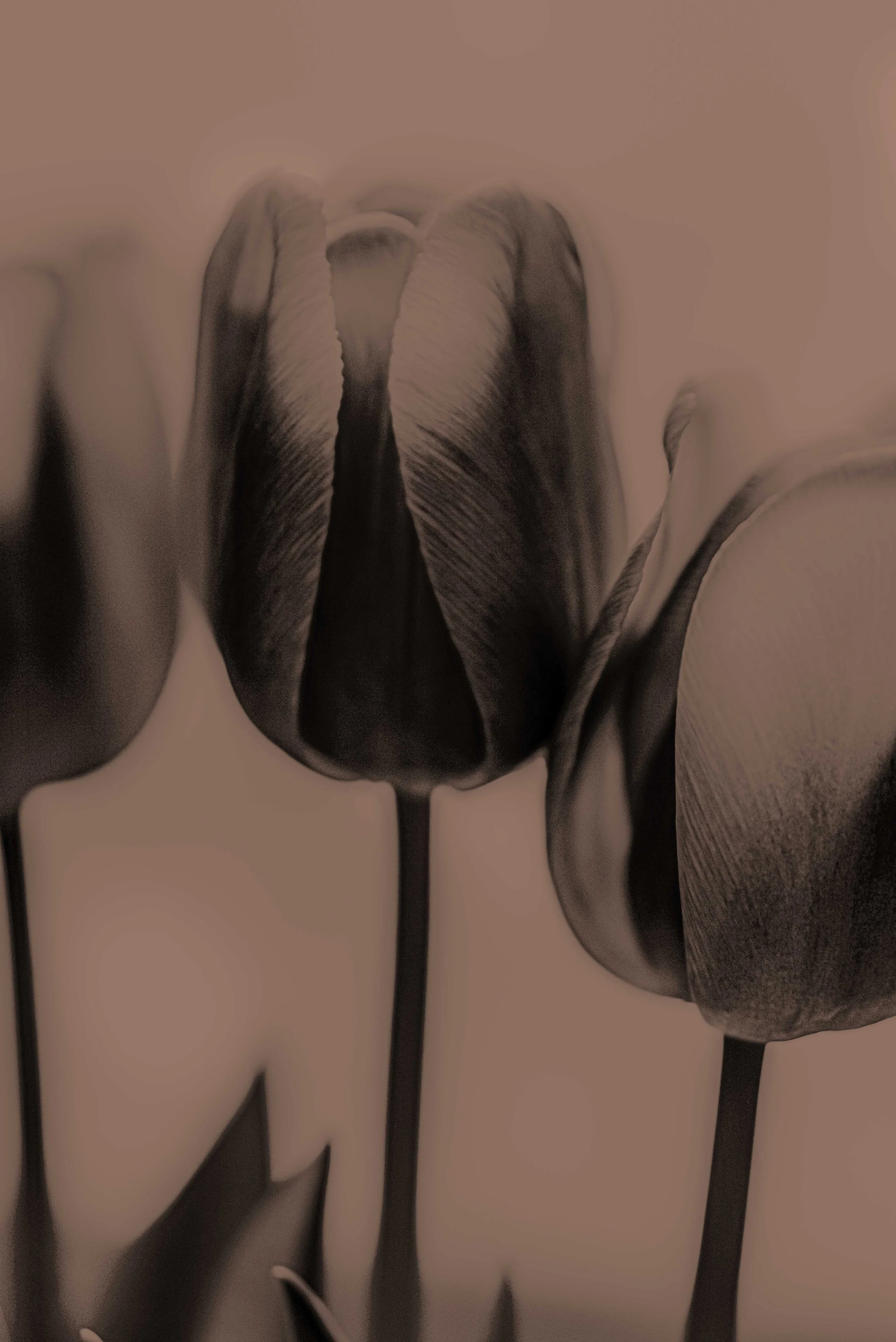 flower-6325-Edit-2.jpg
