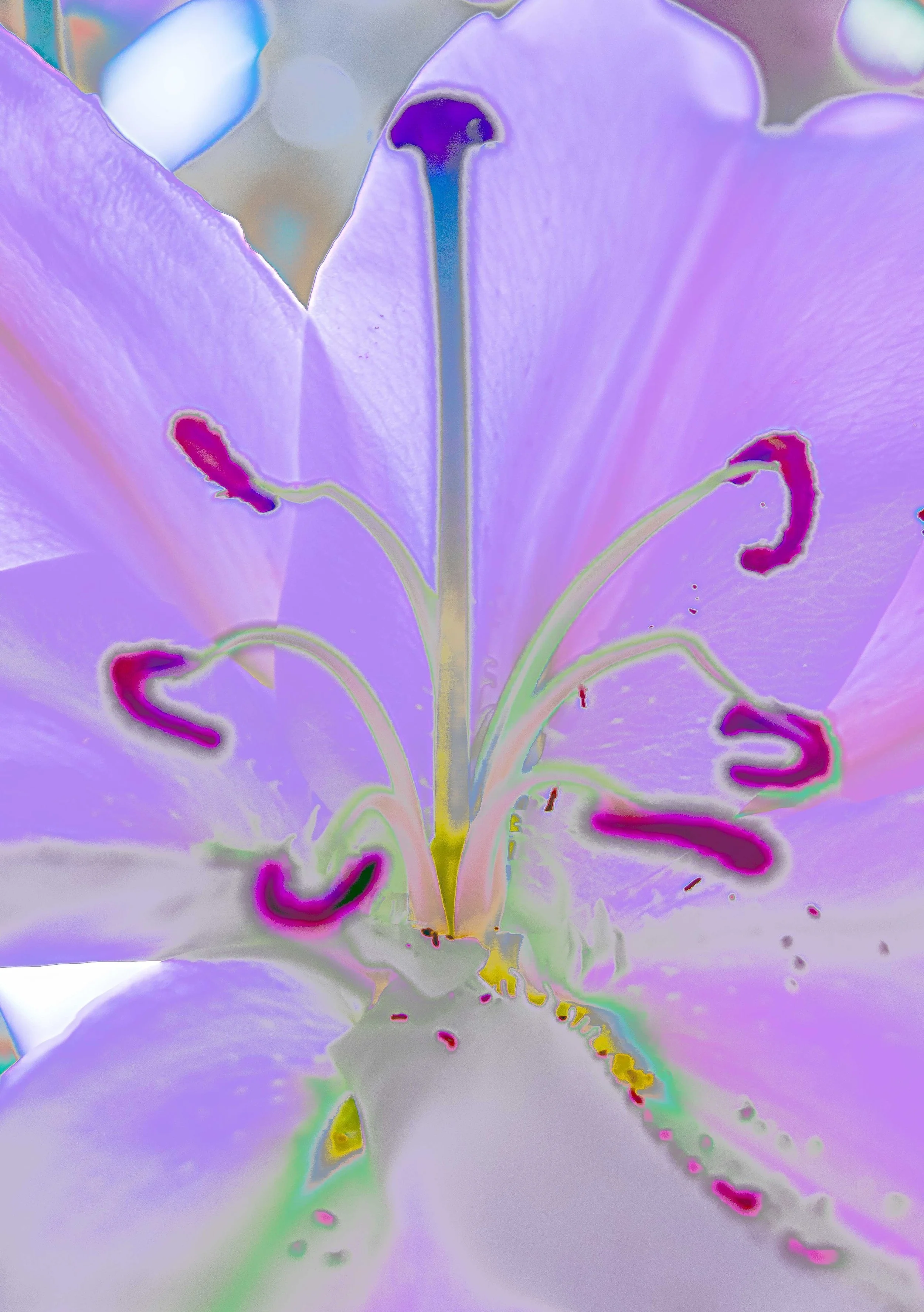 lillies22-4300.jpg
