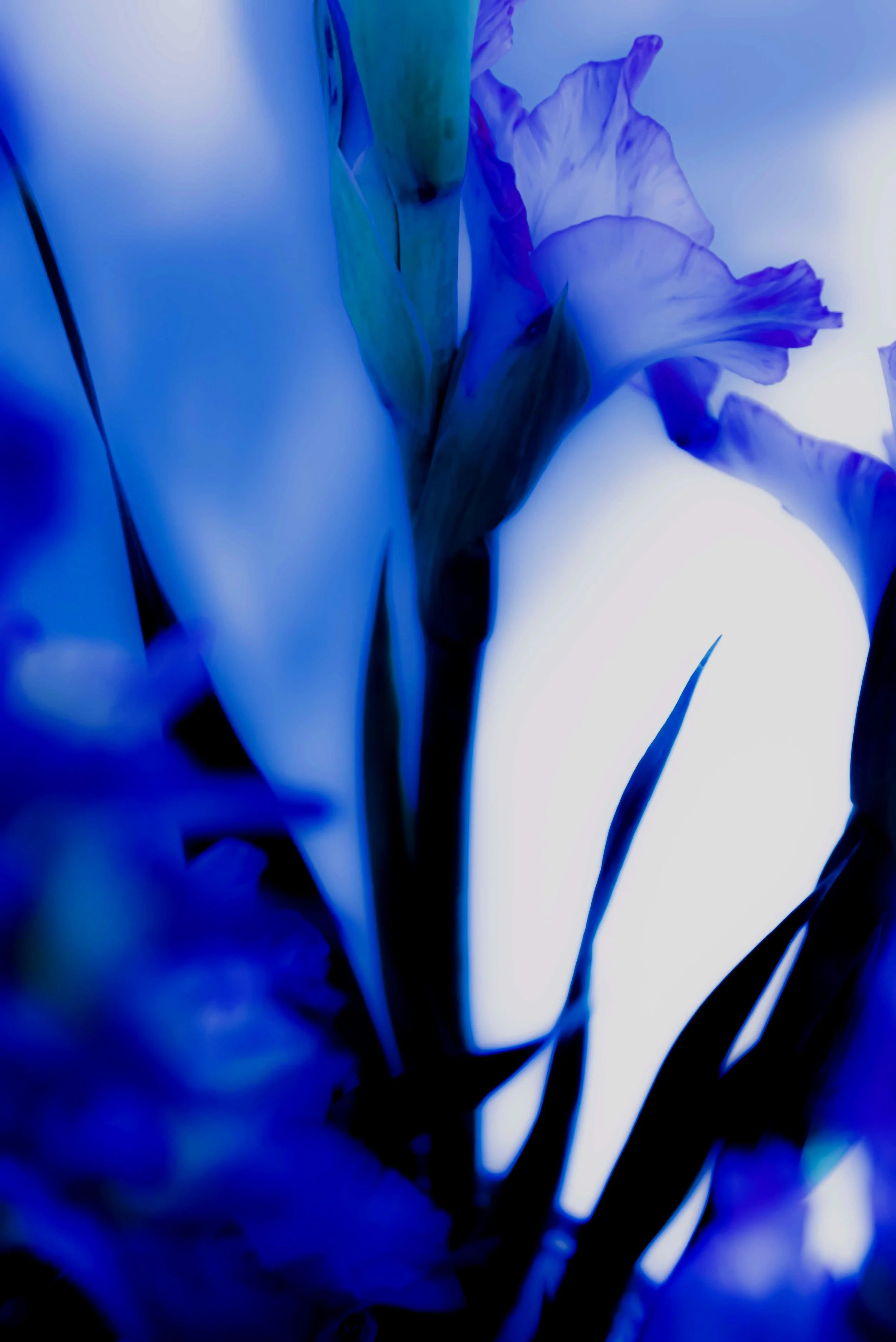 gladiolas2-4021.jpg