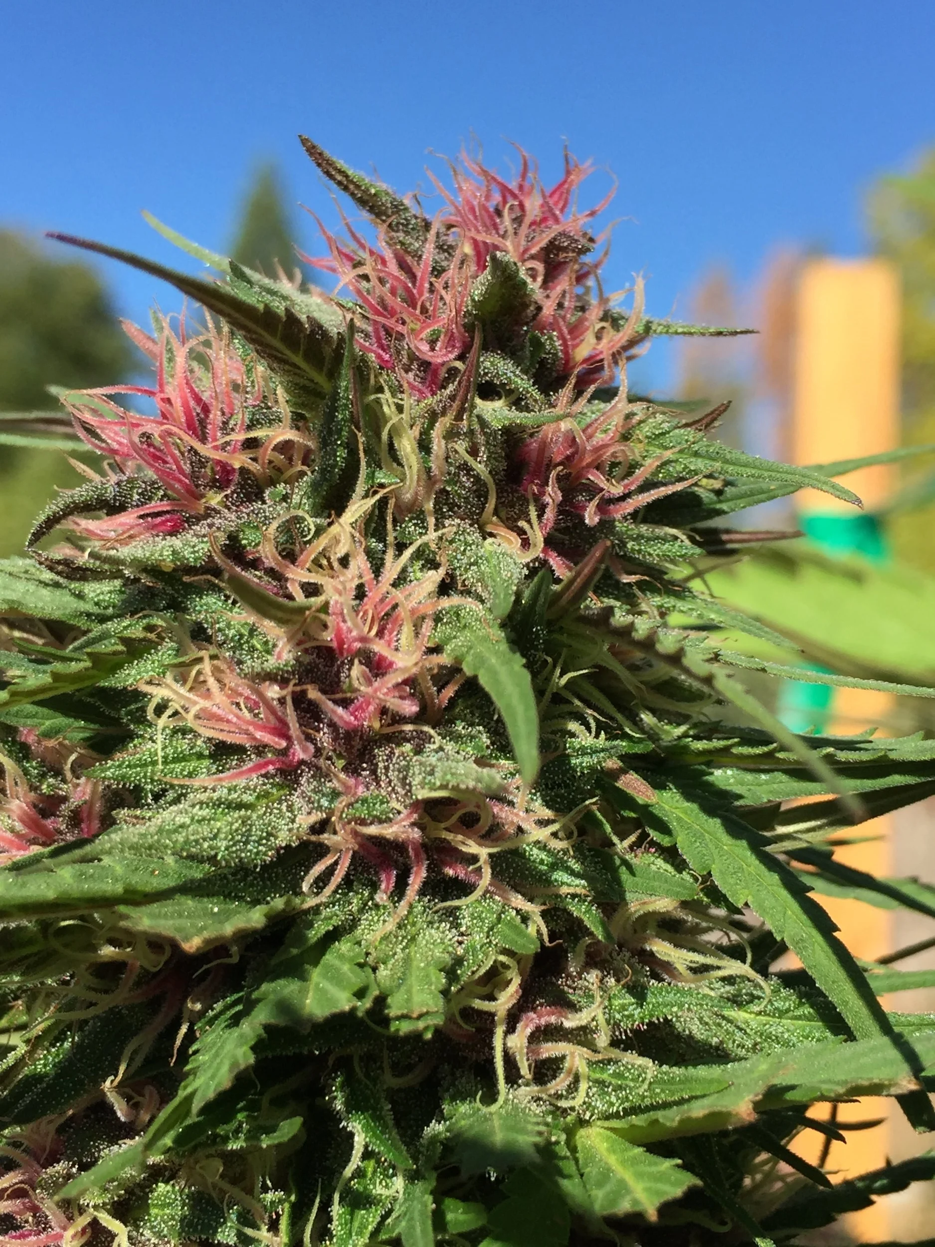 Certification for Organically Grown Cannabis Organic Cannabis Certification