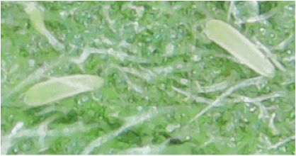 Video: How to Identify Symptoms of Hemp Russet Mite