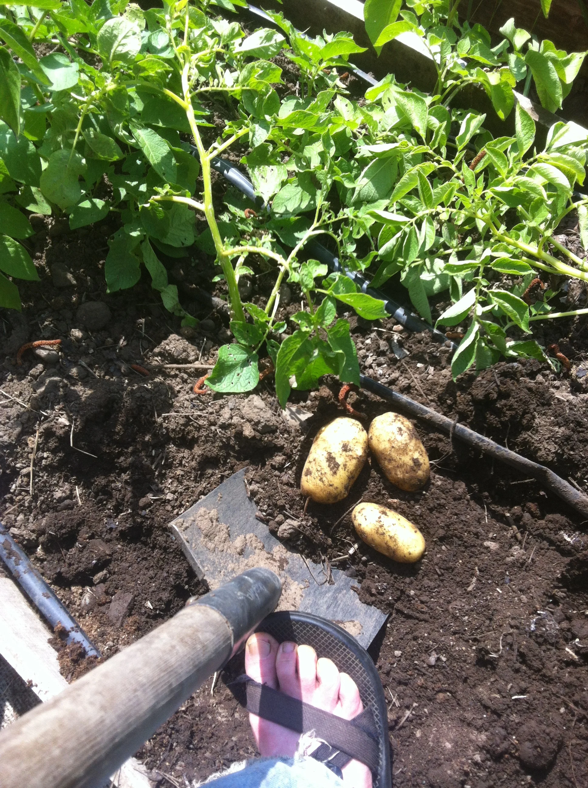 Fertilizer Calculations for Organic Farmers 