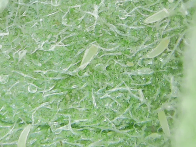 Organic Approved Pest Control Products For The Dreaded Hemp Russet Mite 