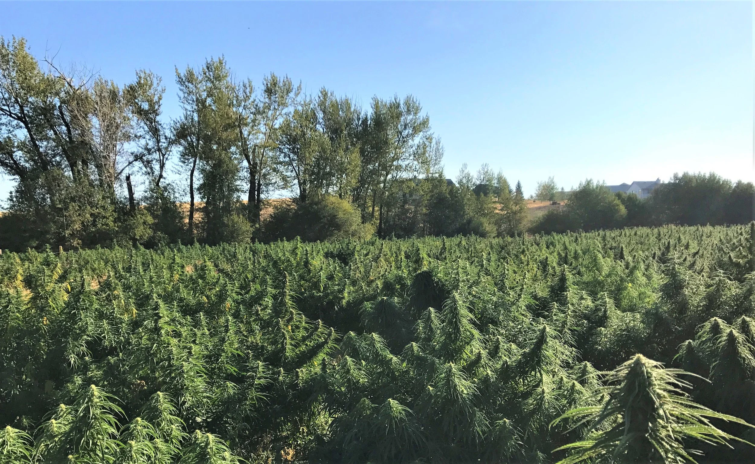 Hemp - Certified Kind - Organic.jpg
