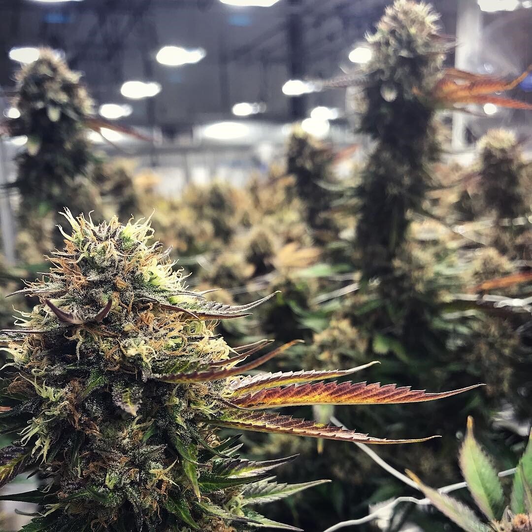 Yerba Buena - Certified Kind indoor farm featured on Cannacribs...