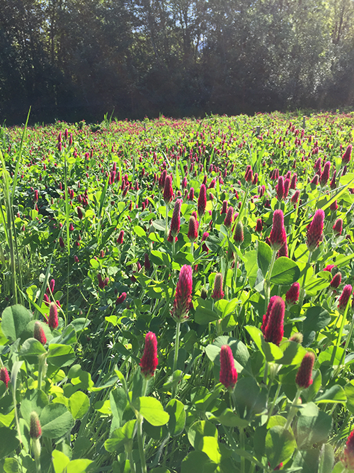 No-till cover cropping video...