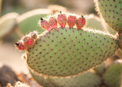 pricklypearcactus