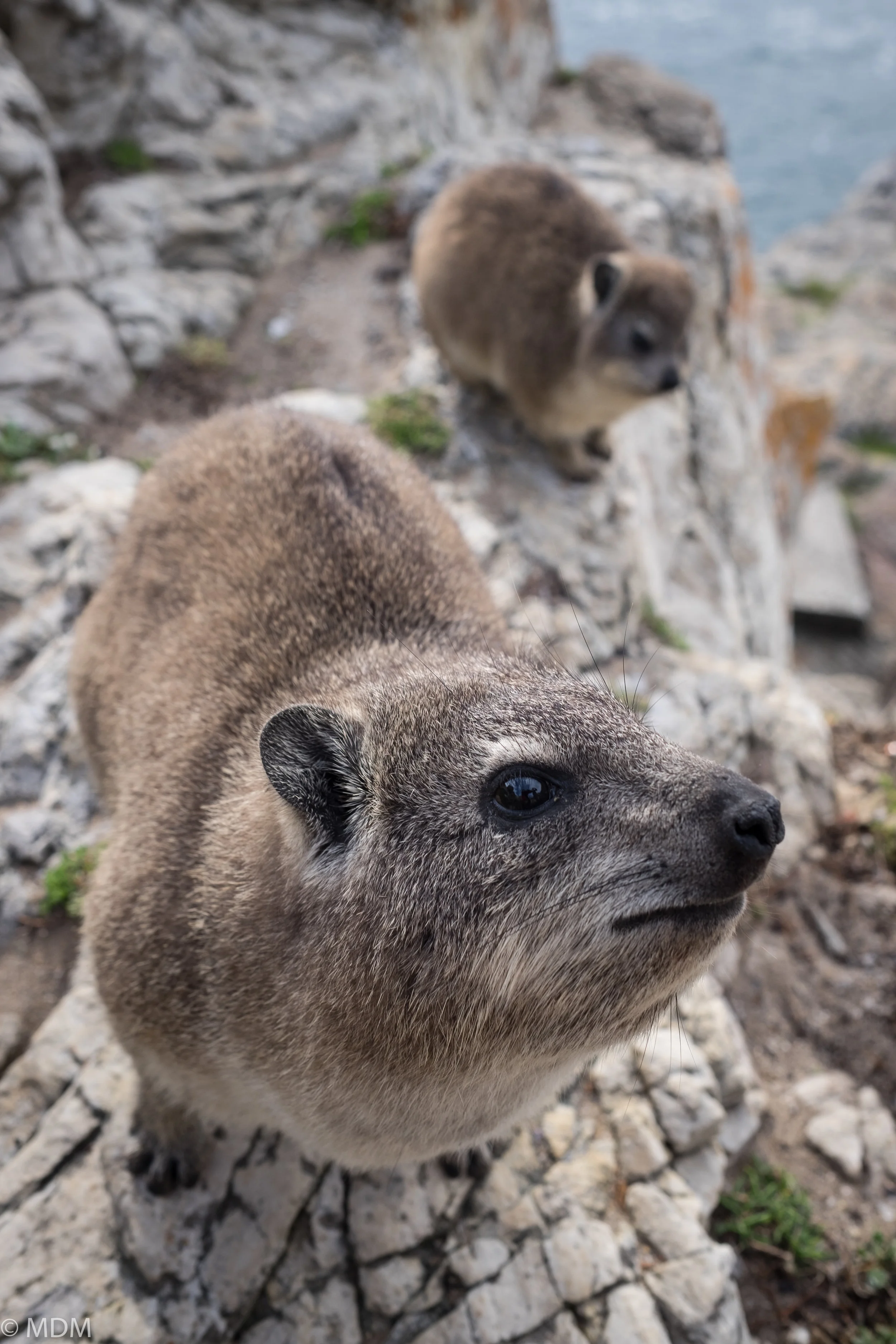 20160512_Cape Town_9339.jpg
