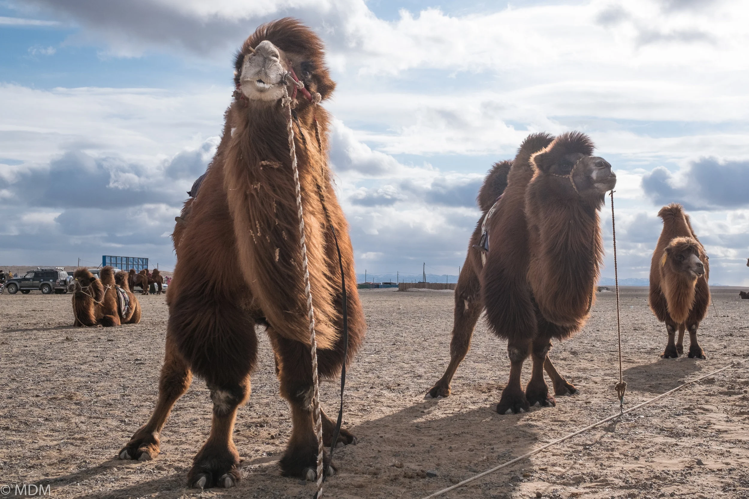 20170306_Mongolia_7403.jpg