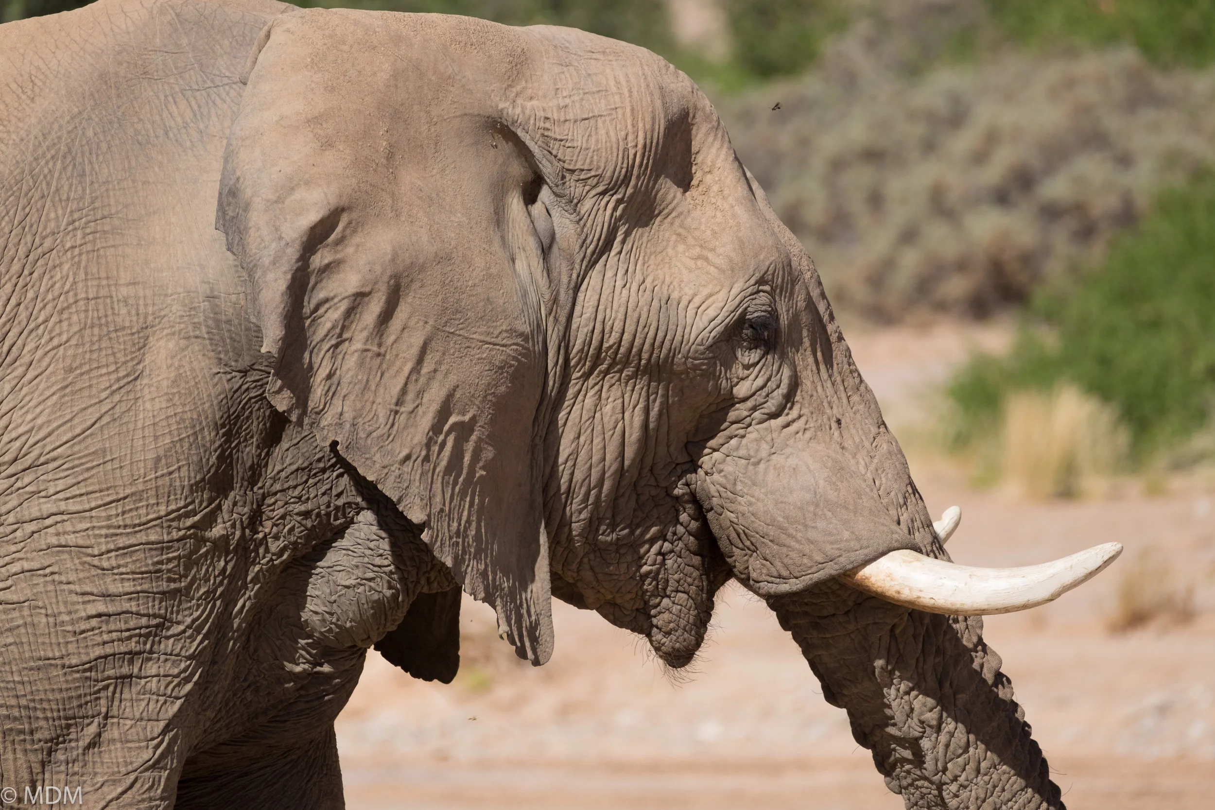 20160522_Namibia_0666.jpg