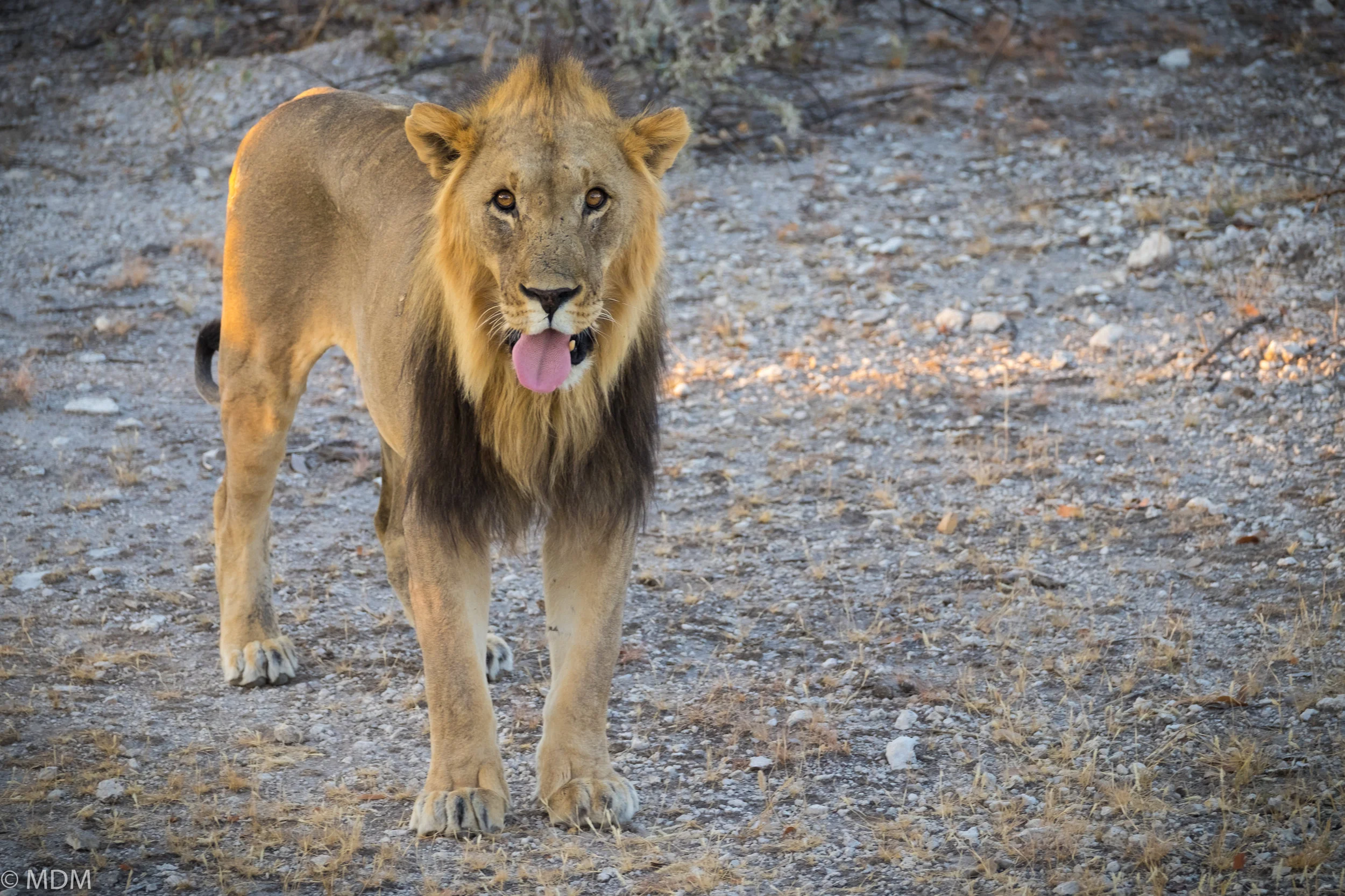 20160525_Namibia_1820.jpg