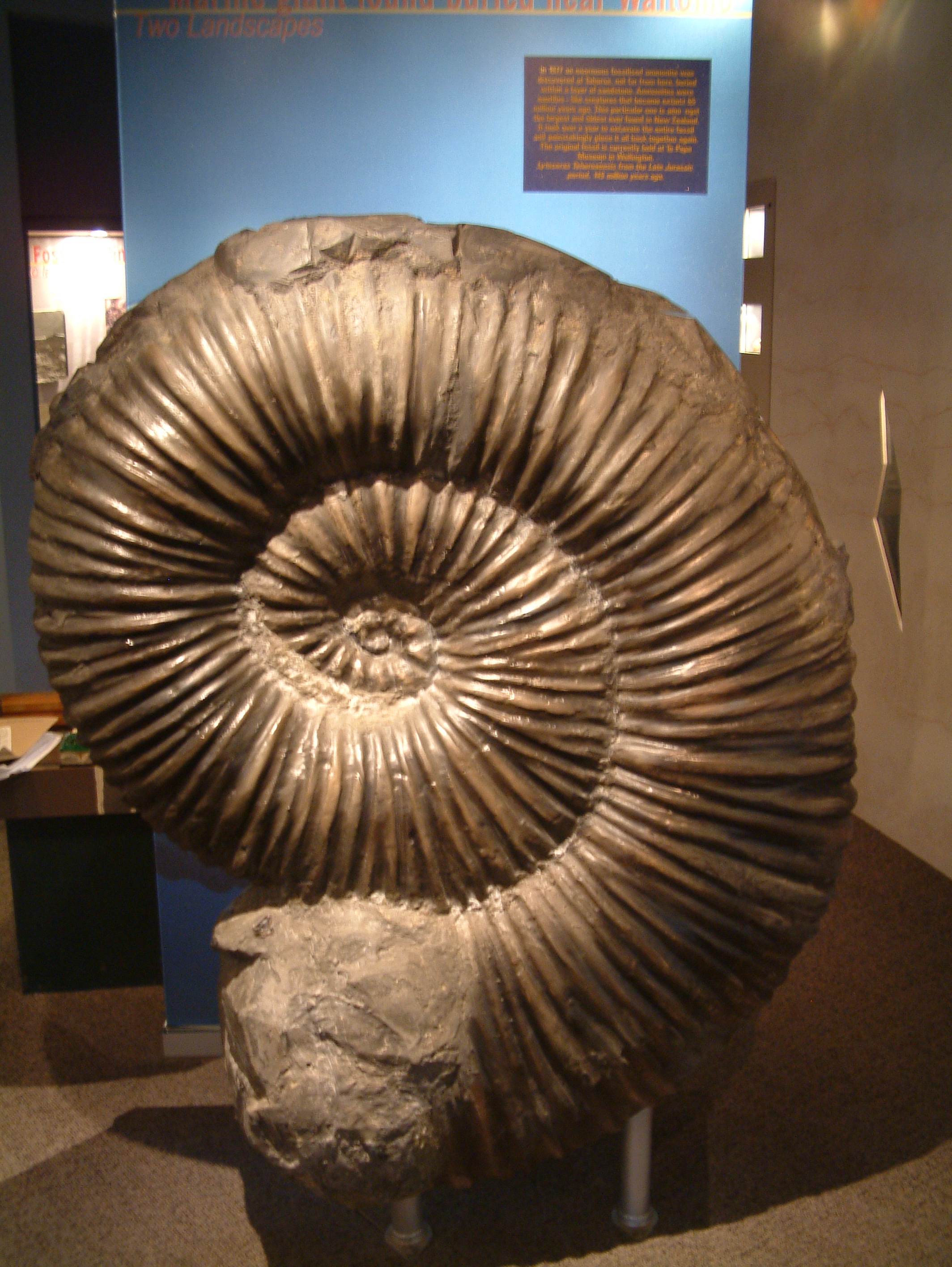 A giant replica of a fossilised ammonite found nearby in Taharoa in 1977