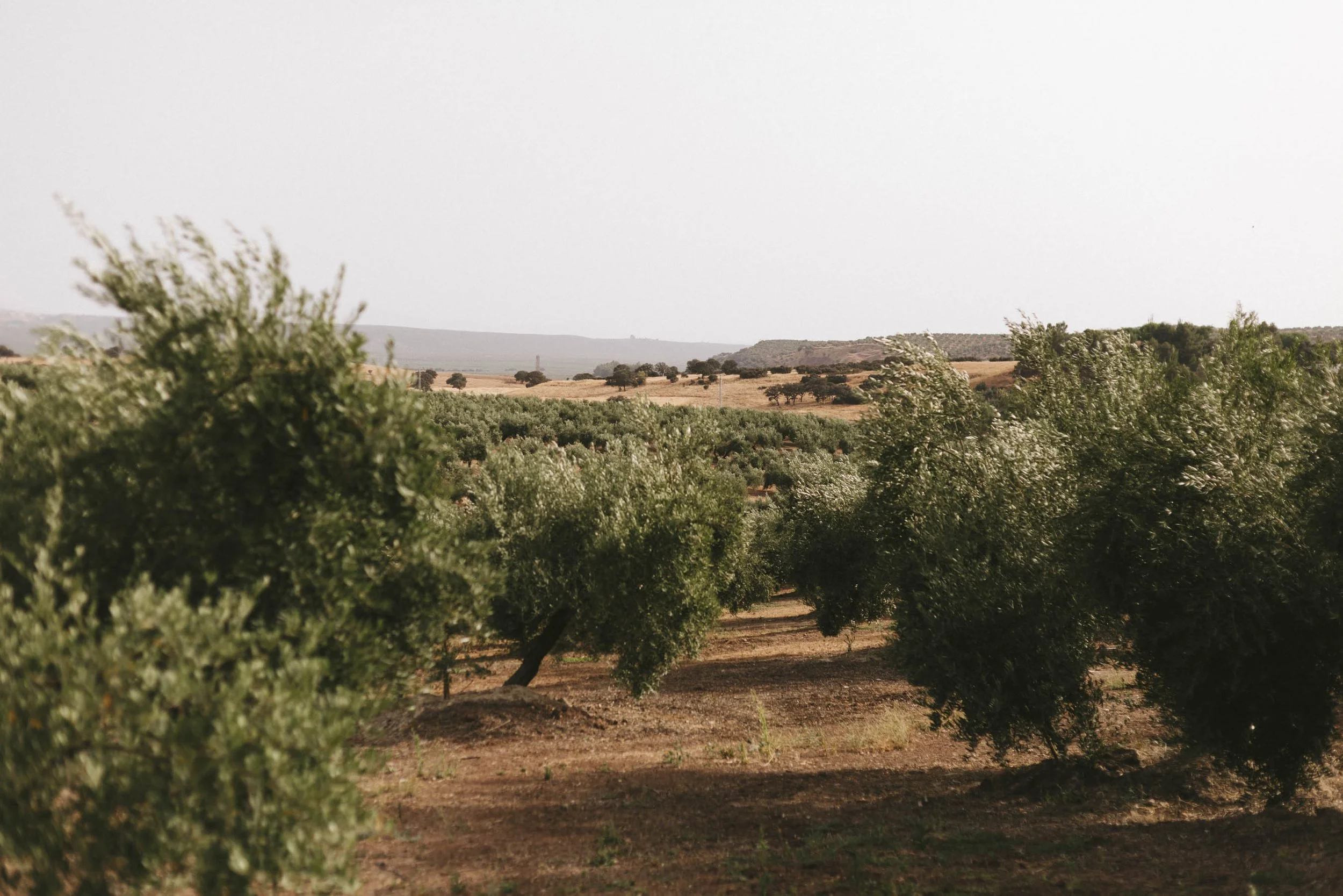 olivos jaen.jpg