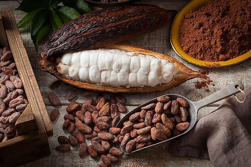 cacao image 2.jpg