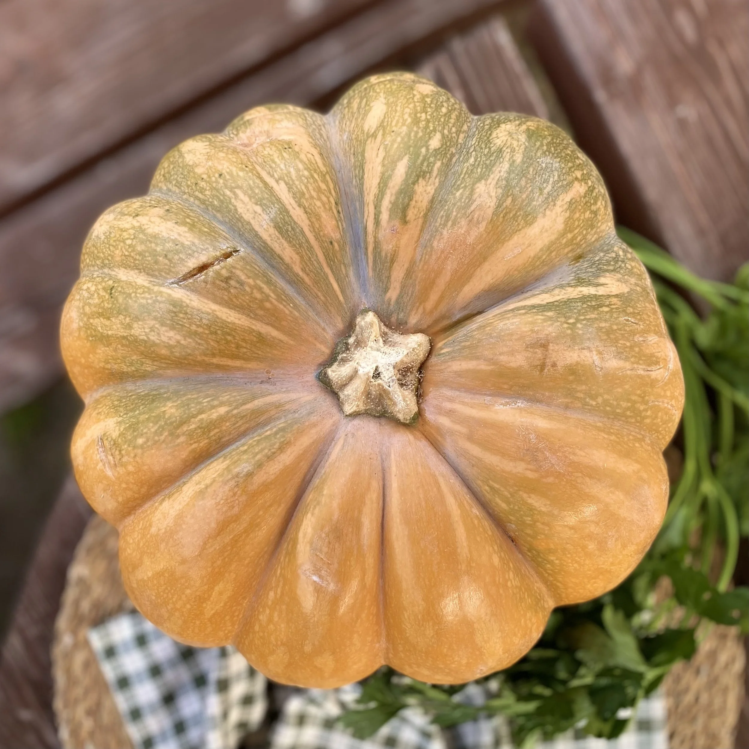Pumpkin 2.jpg