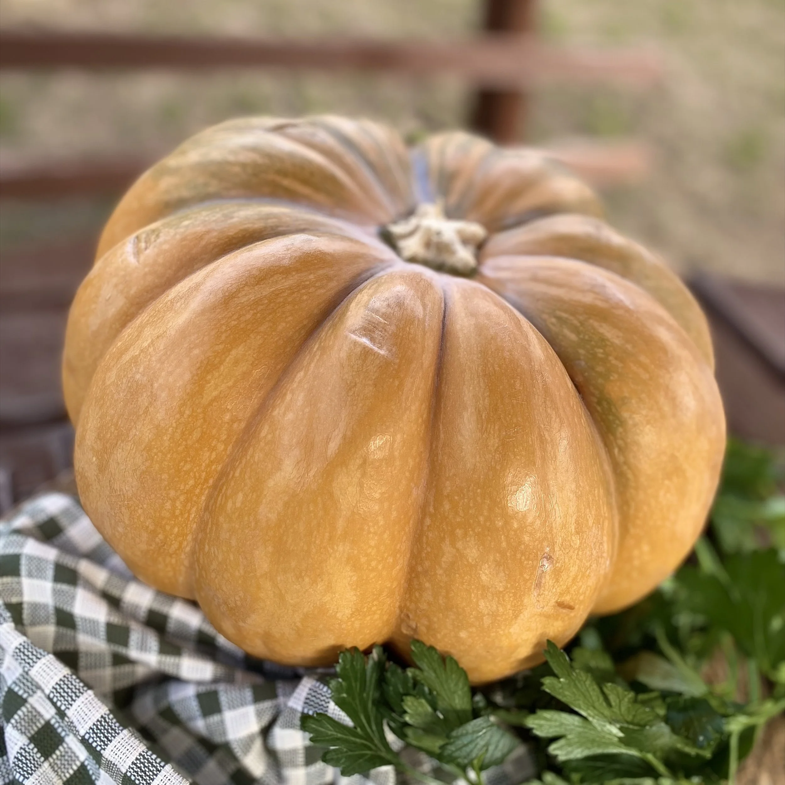 Pumpkin 1.jpg