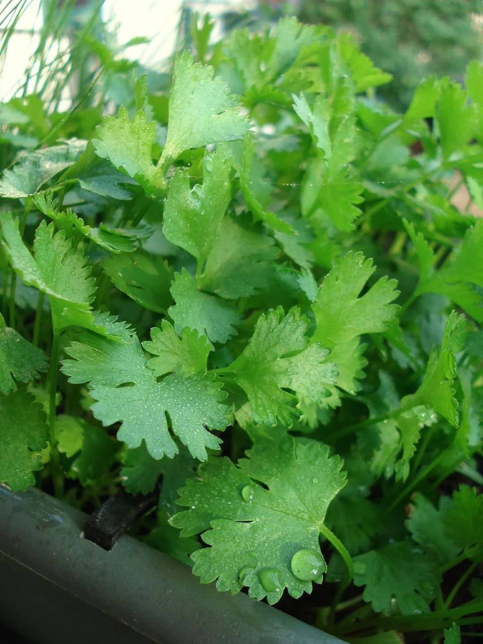 Coriander/Cilantro: a potent natural aromatic detoxifier