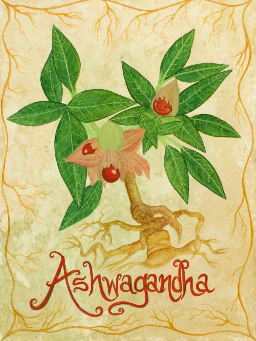 ASHWAGANDHA: Nature's gift for Health and Wellness