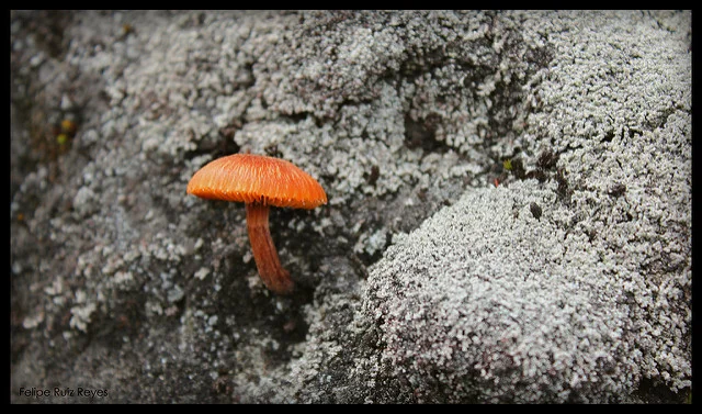 Tips for bloating - fungus.jpg