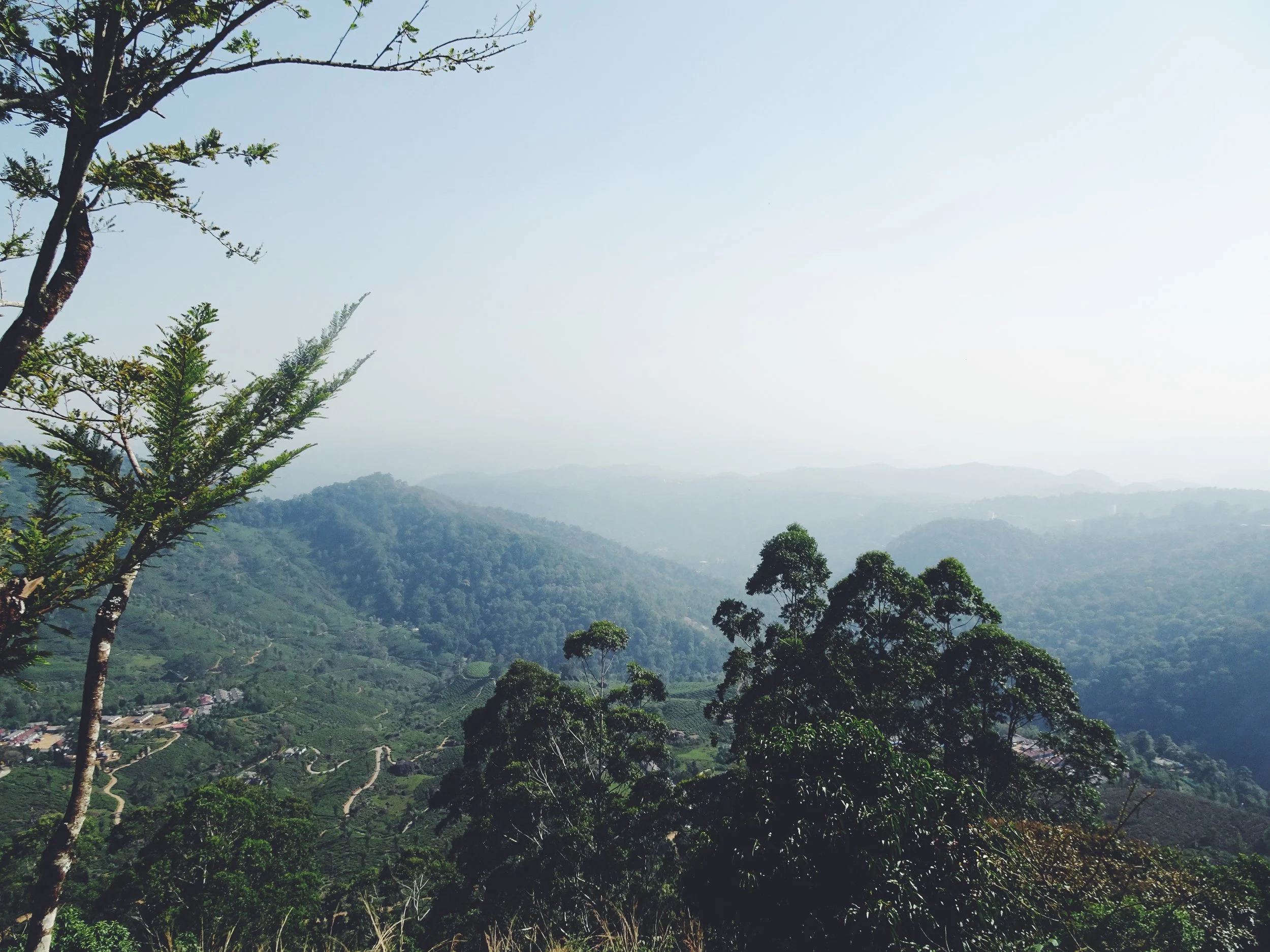 Green Magic Homestay, Munnar, Kerala. 2017.
