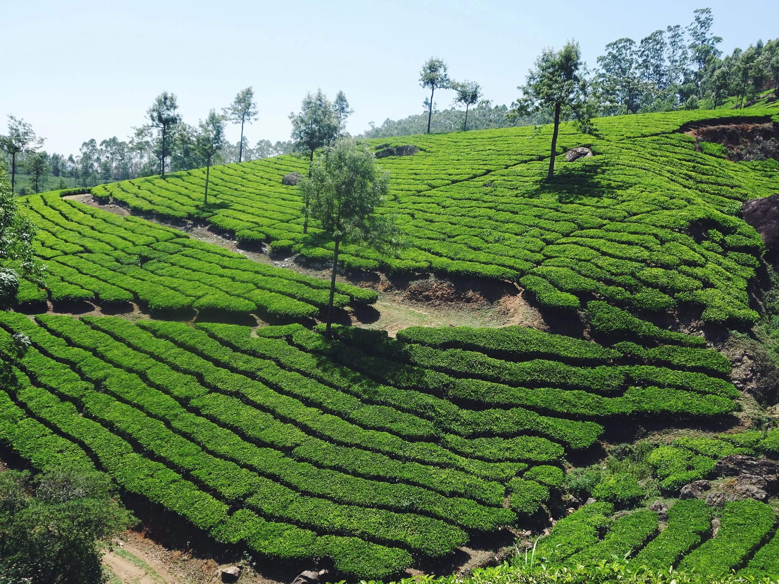 Munnar tea plantations, Kerala. 2017.