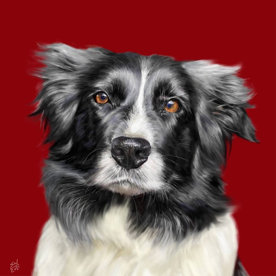 I&rsquo;ve been wearing my admin hat a lot recently so it was with great pleasure that I got back into creating mode this week, painting this beautiful Border Collie called Jed. Check him out @jedstagram_
&nbsp;
In his former life he spent his days r