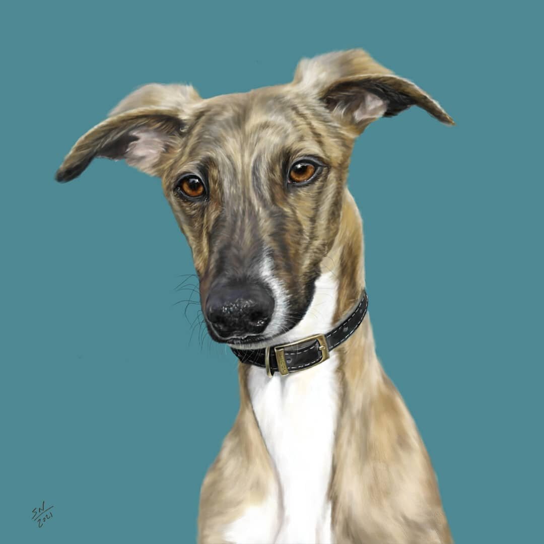 Today&rsquo;s painting is a portrait of young Doug, a lovable lurcher full of bounce.

Although in the first two weeks of his life all he did was eat and sleep which won him the affectionate title of &lsquo;Doug the Slug.&rsquo;

Now approaching his 