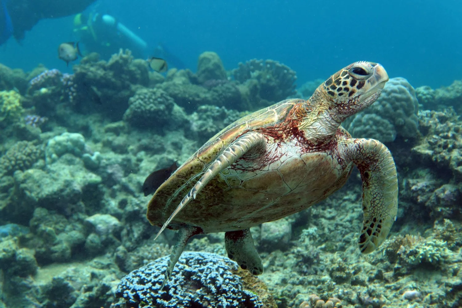 Flynn ReeF.jpg