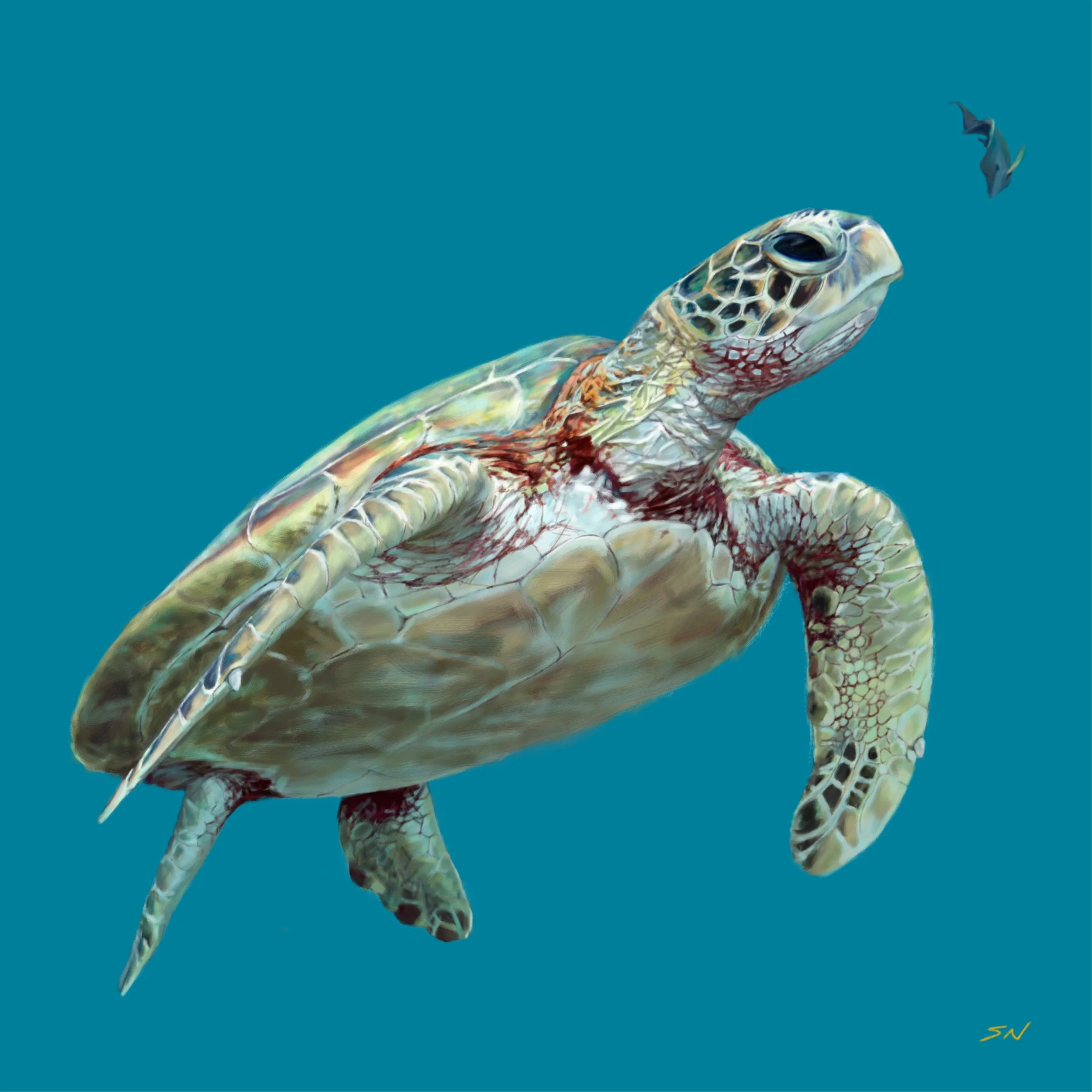 Green Turtle_2500px_100 quality.jpg