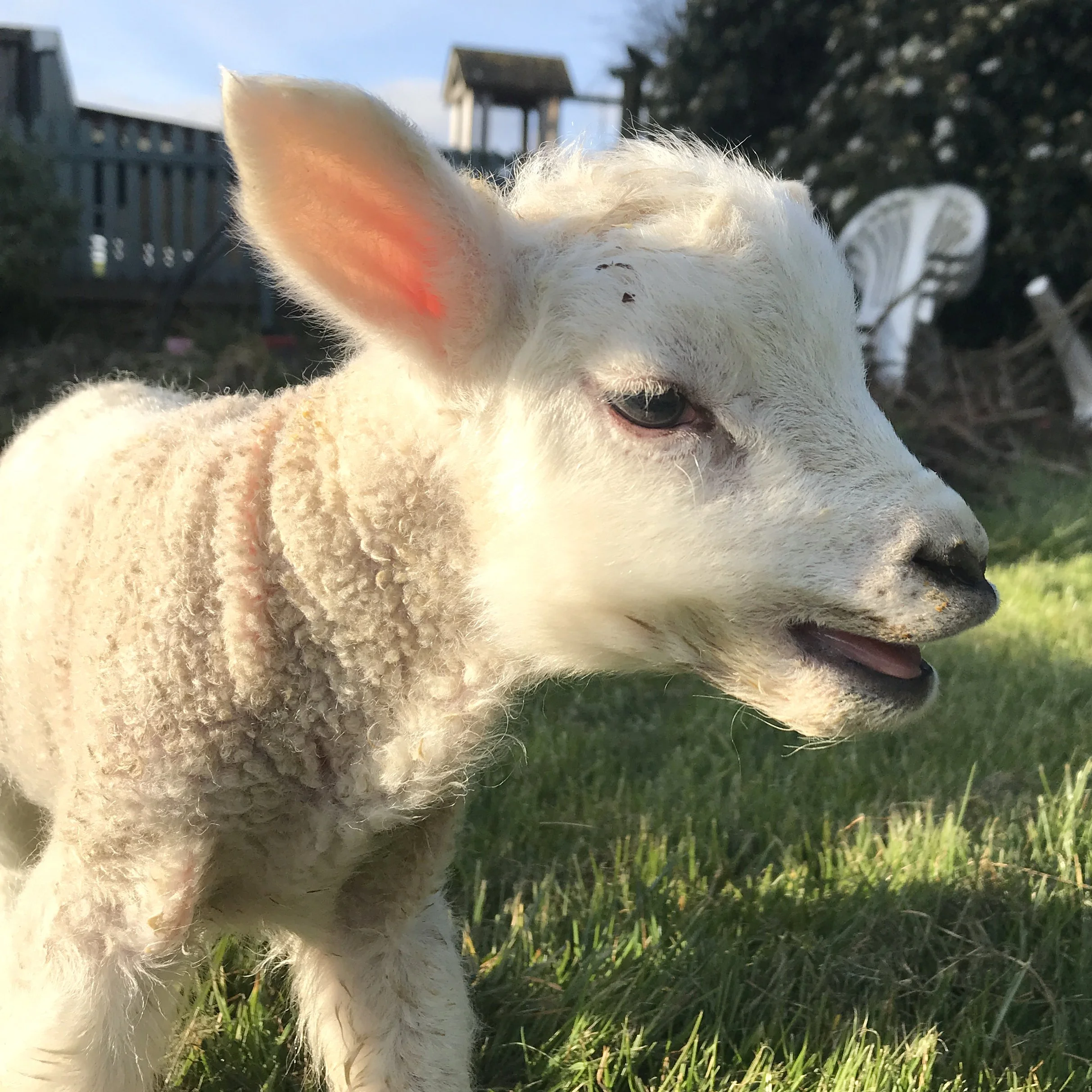 LAMBKIN_SOURCE_MAIN.jpg