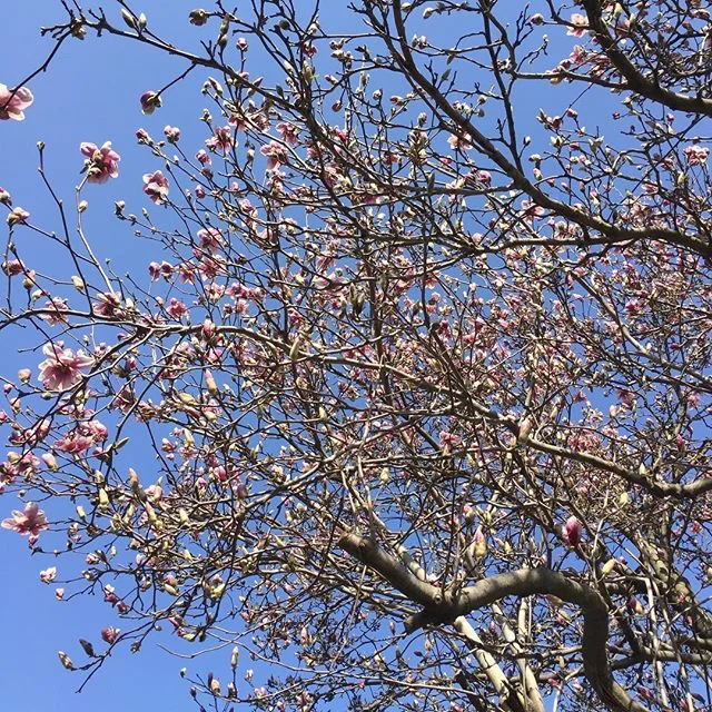 Things are finally blooming! What are you doing are this gorgeous Saturday morning?