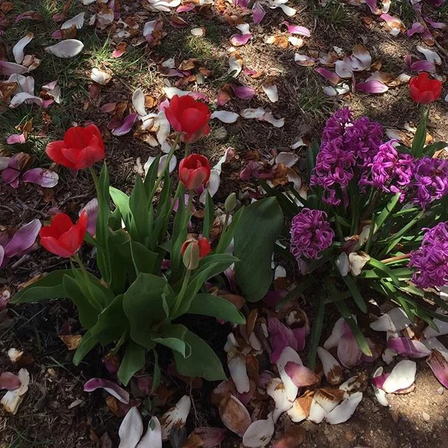 Enjoying this gorgeous spring Monday! What is everyone doing outdoors this week?