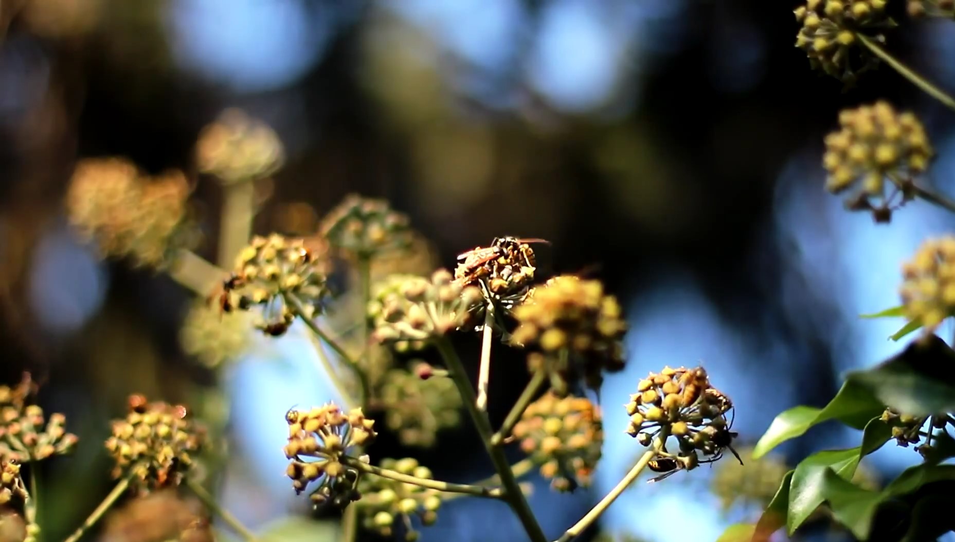 bienen_2.jpg
