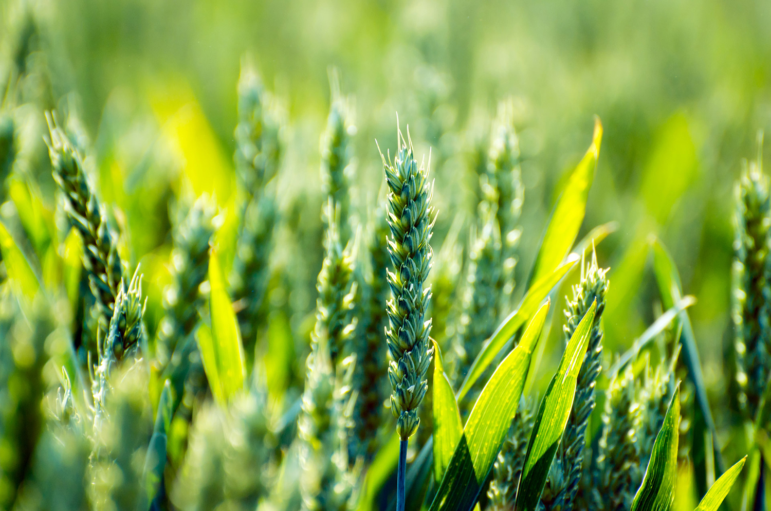 Bio und Fairtrade onlineKarma online Marketing