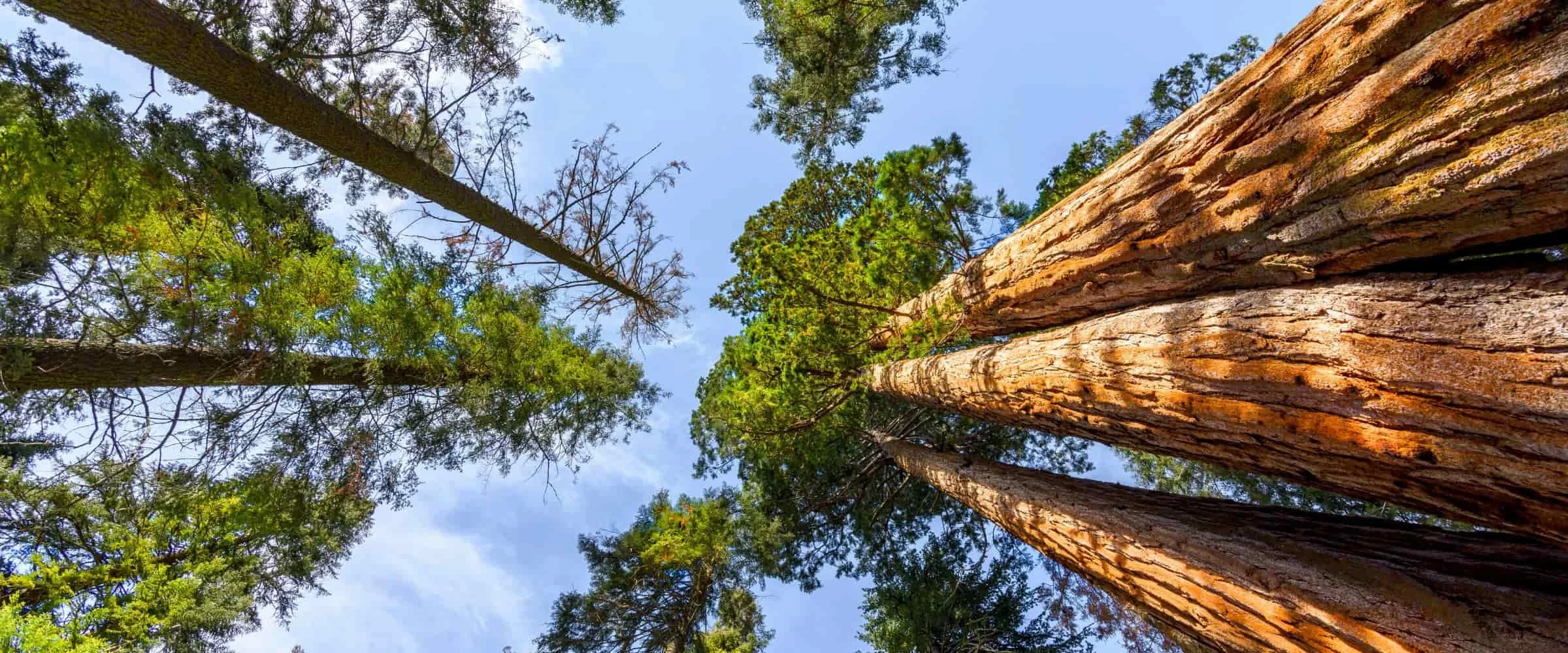 Untitled design (1).jpg