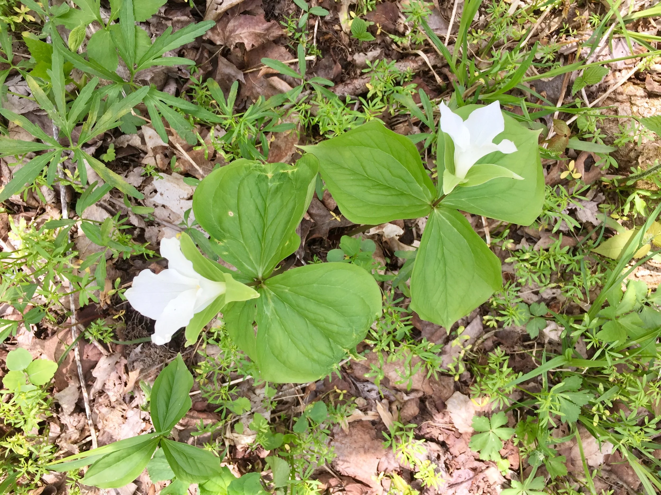 Springtime trillium