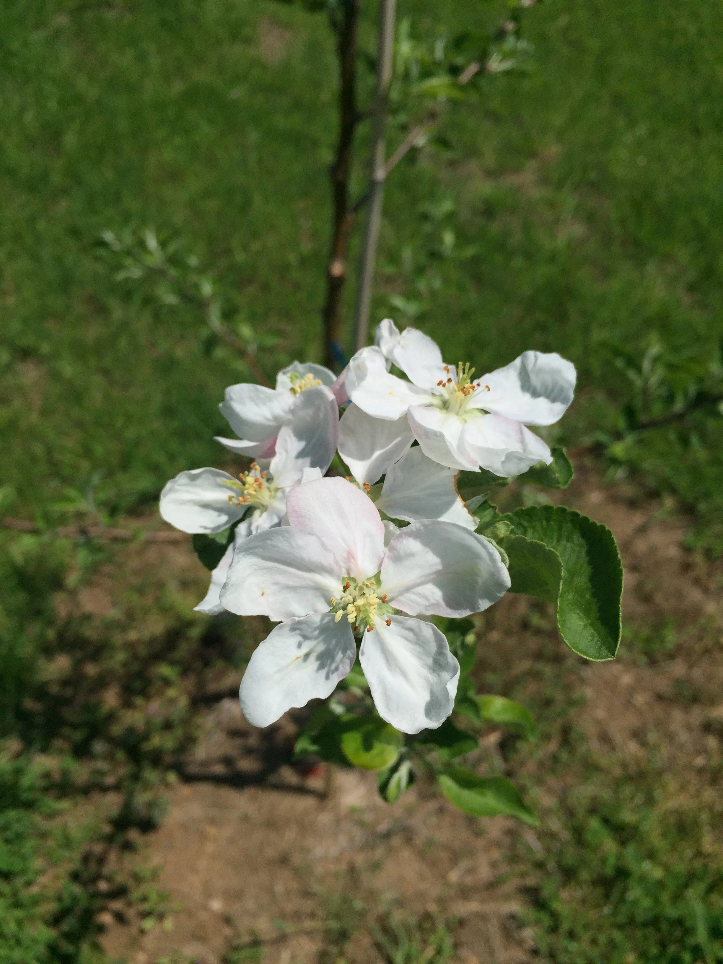 Springtime apple blossoms