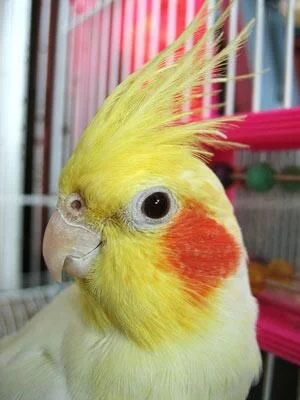 Polly, call me Pauli