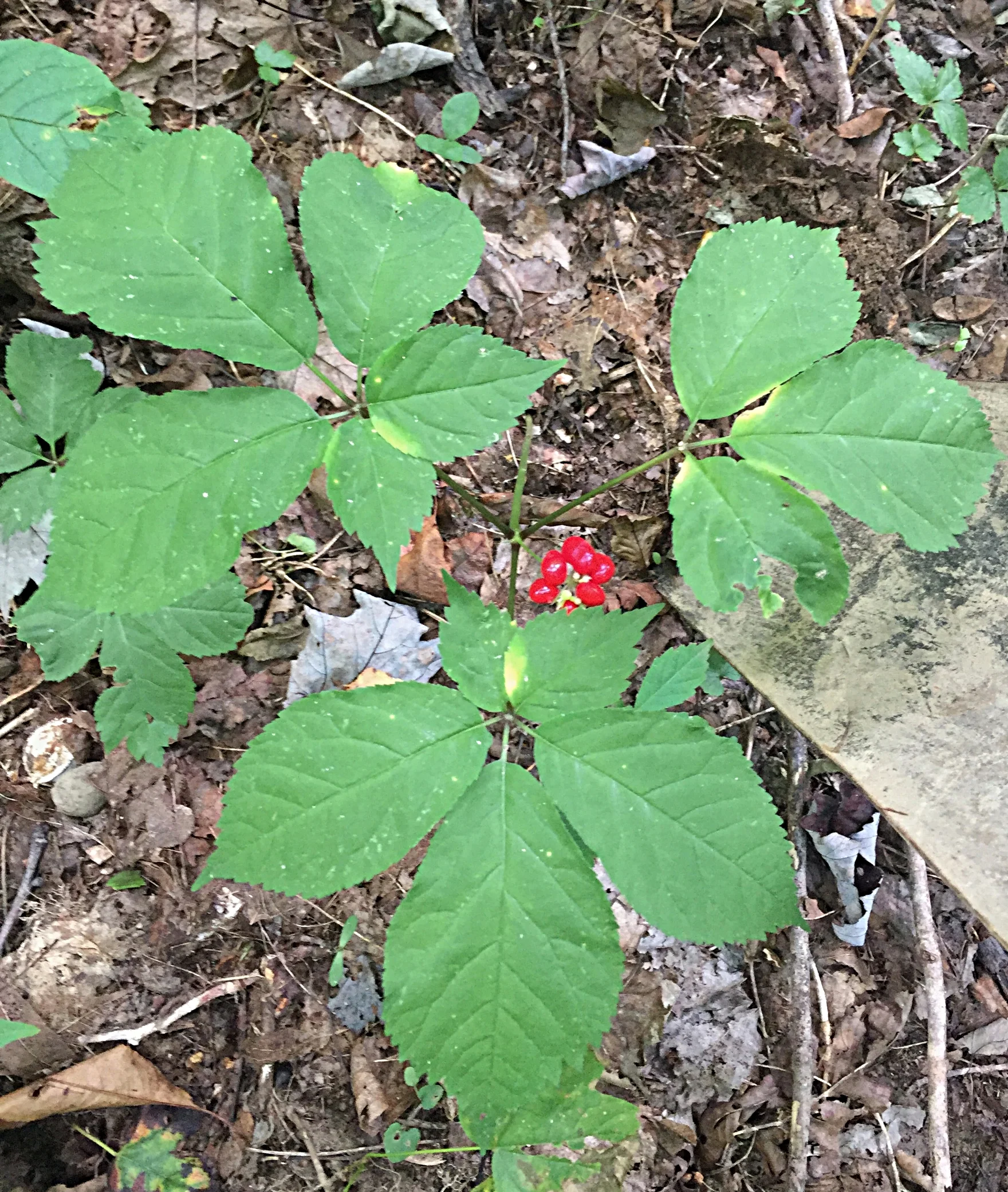 Ginseng plant, berries and all.
