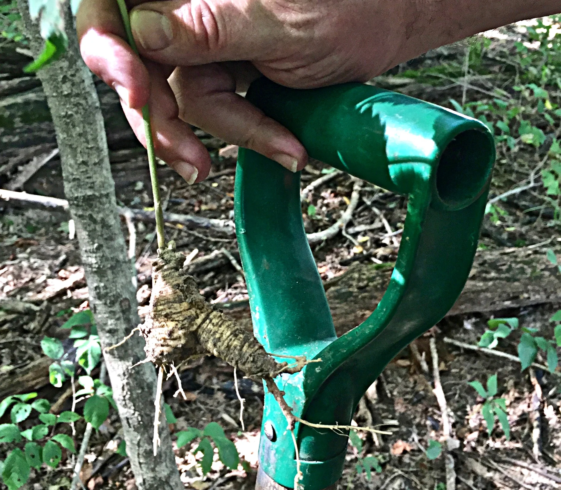 Ginseng root, found!