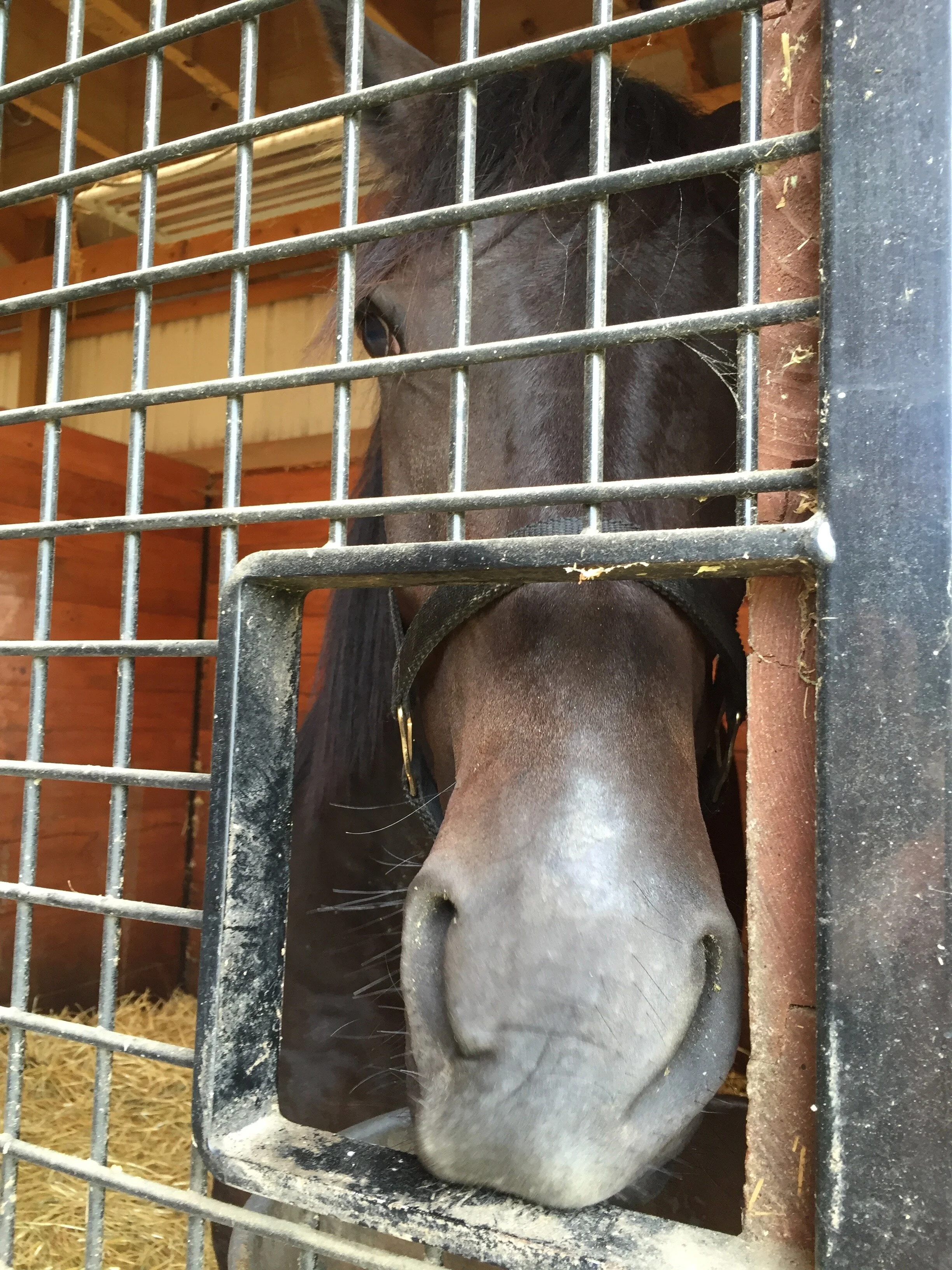 Each autumn the yearling horses come into the barn and learn their manners.