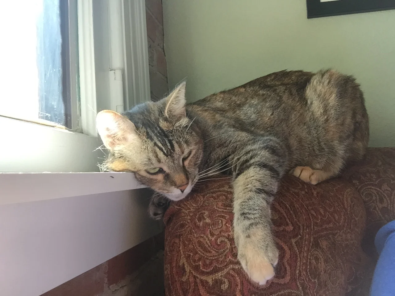 Authors With Cats: Meet Lola