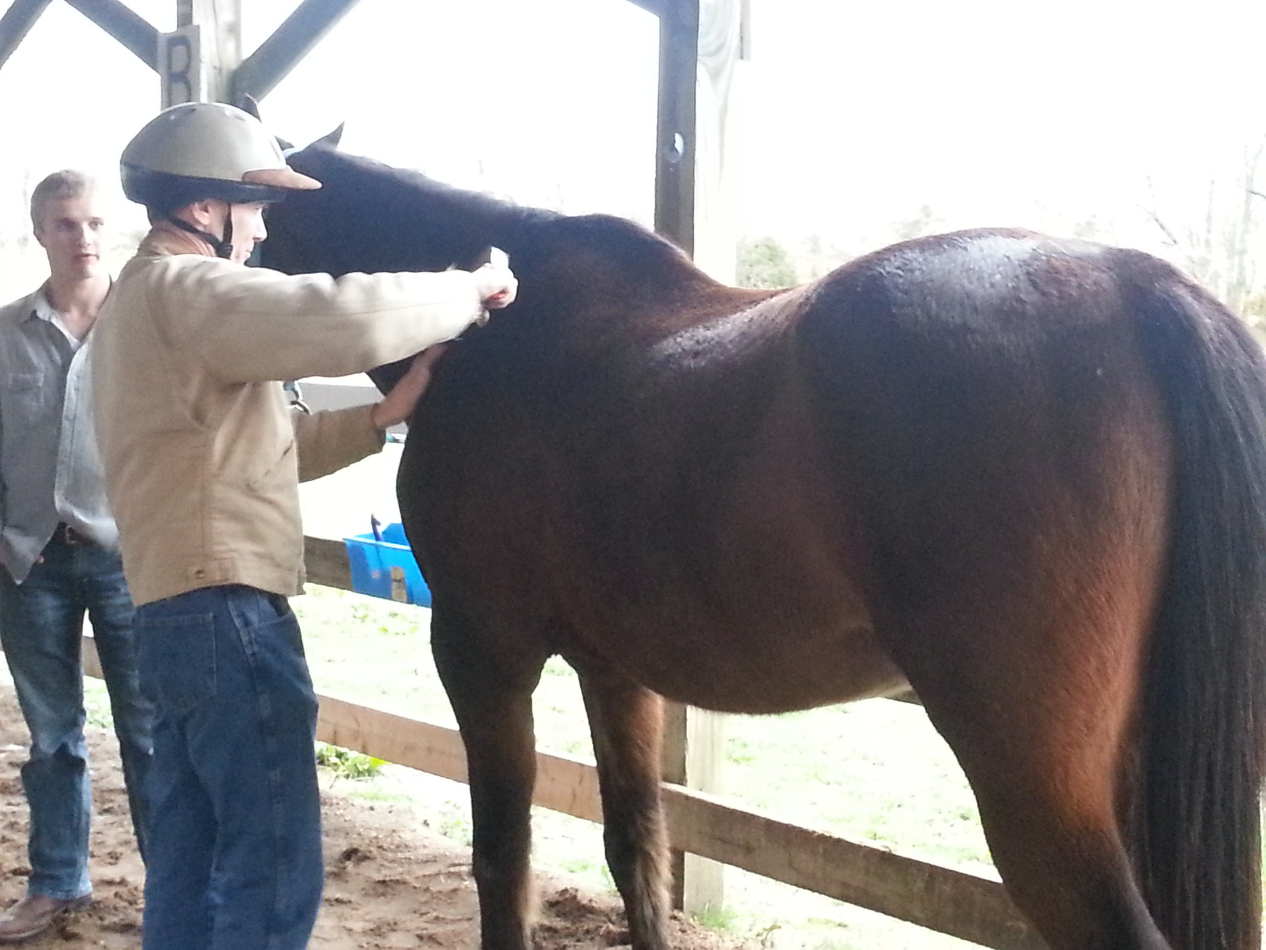 Final Report - Can horses distinguish between neurotypical and mentally traumatized humans?, Katrina Merkies, PhD, University of Guelph, December 2016