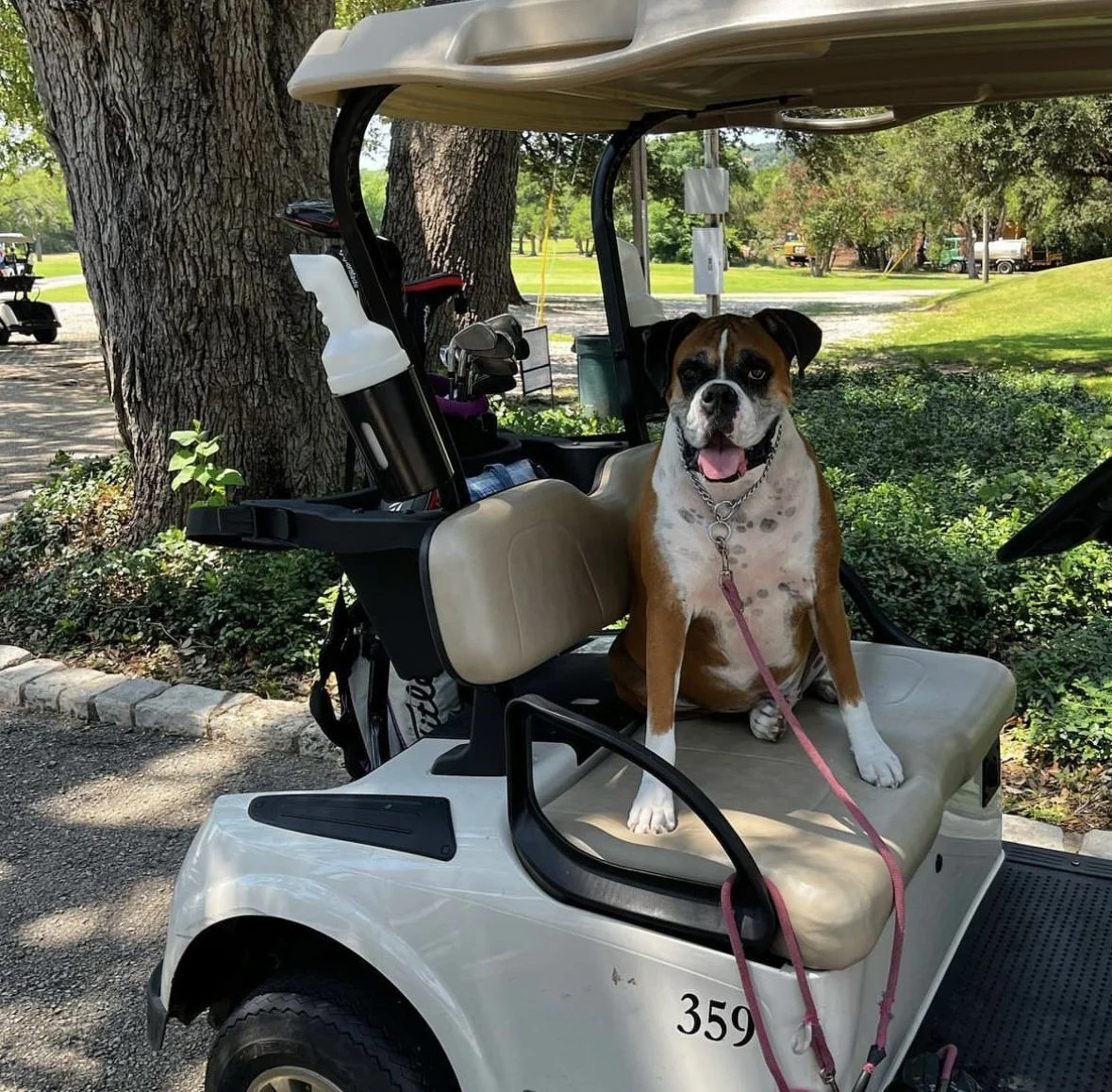dog on golf cart