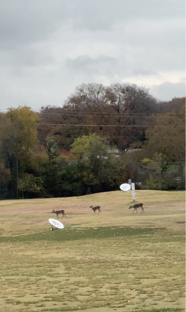 VIDEO - Deer Crossing!