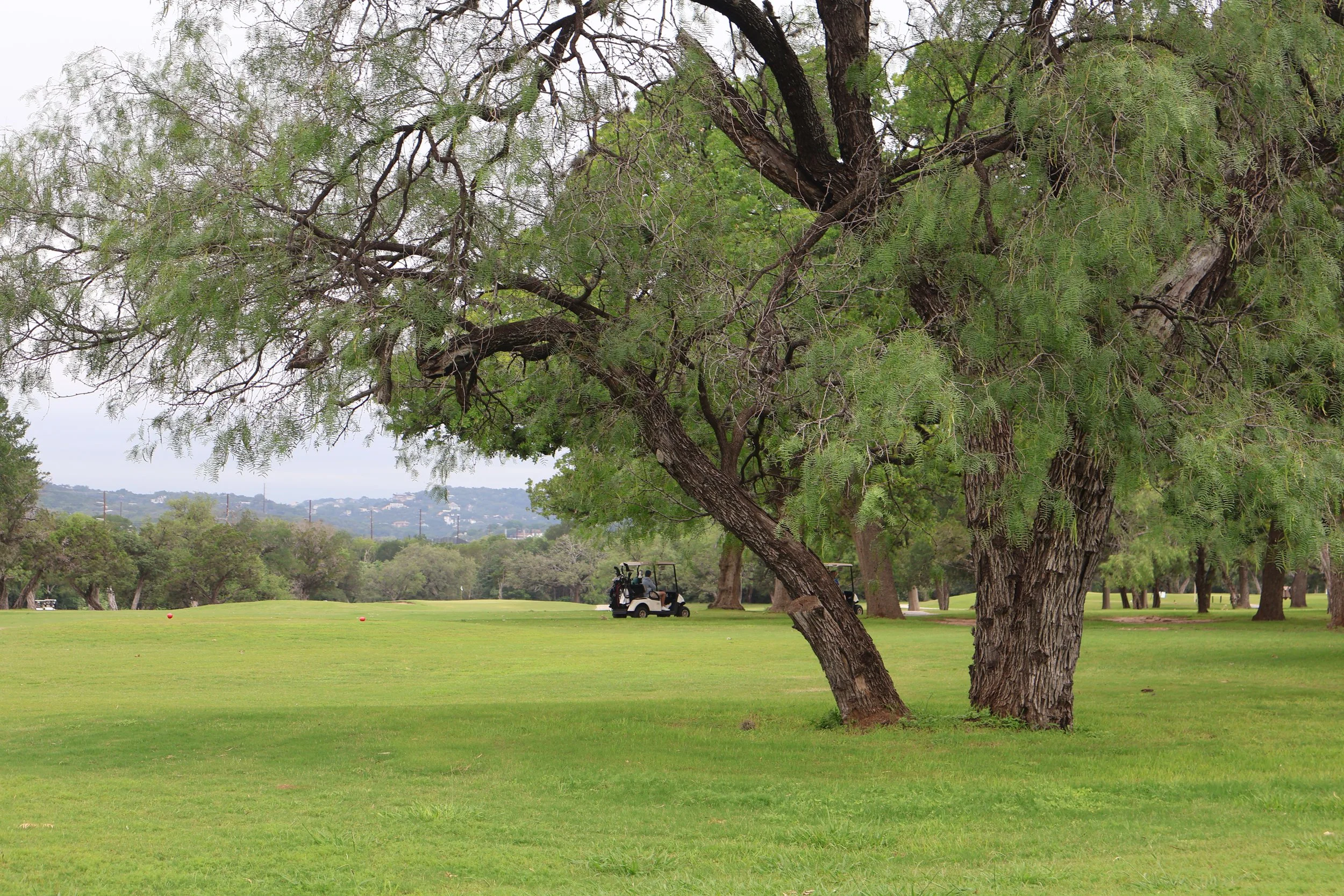 If the greens and trees could talk